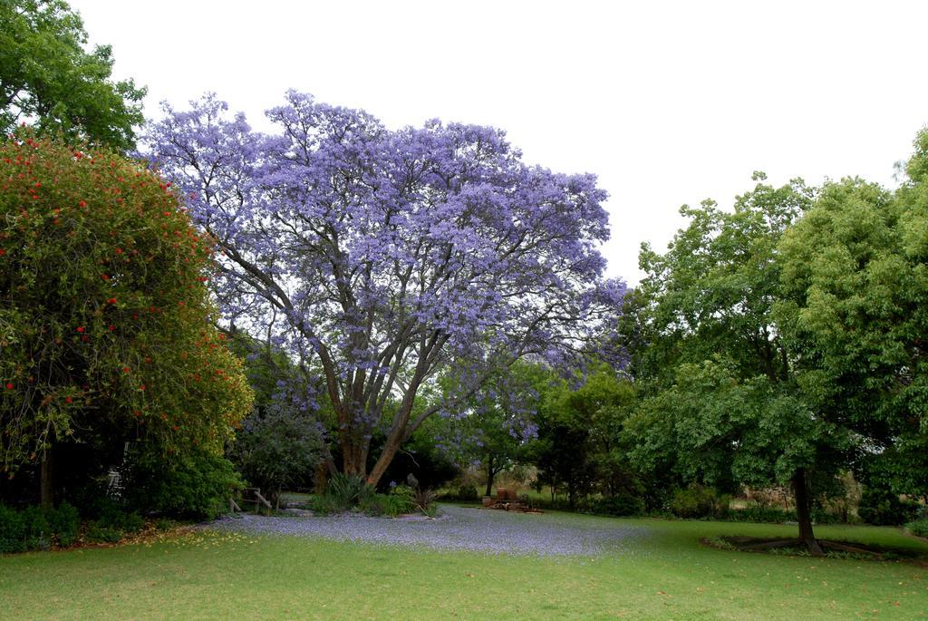Longtom Farm Guesthouse Lydenburg Kültér fotó